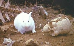 The killer rabbit.